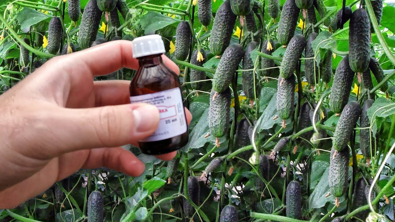 2 Капли и Огурцов, Томатов, Перцев нарастает Тонна каждую неделю до самой осени! Это мало кто знает смотреть онлайн