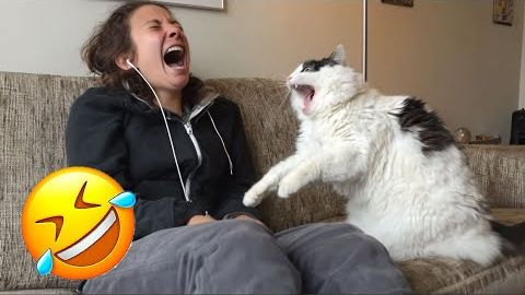 Засмеялся — проиграл 😅 Лучшие смешные видео с кошками и собаками 😹🐶 Часть 1 смотреть онлайн