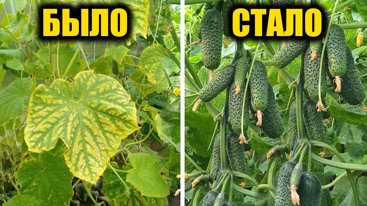 Листья ОГУРЦОВ желтеют и вянут, срочно сделайте так и будете собирать урожай вёдрами до зимы! смотреть онлайн