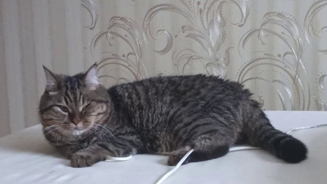 Сказка 12 месяцев с Барсиком смотреть онлайн