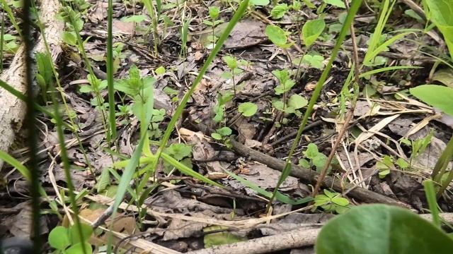 Шапочки, строчки и бонусом сморчки. смотреть онлайн