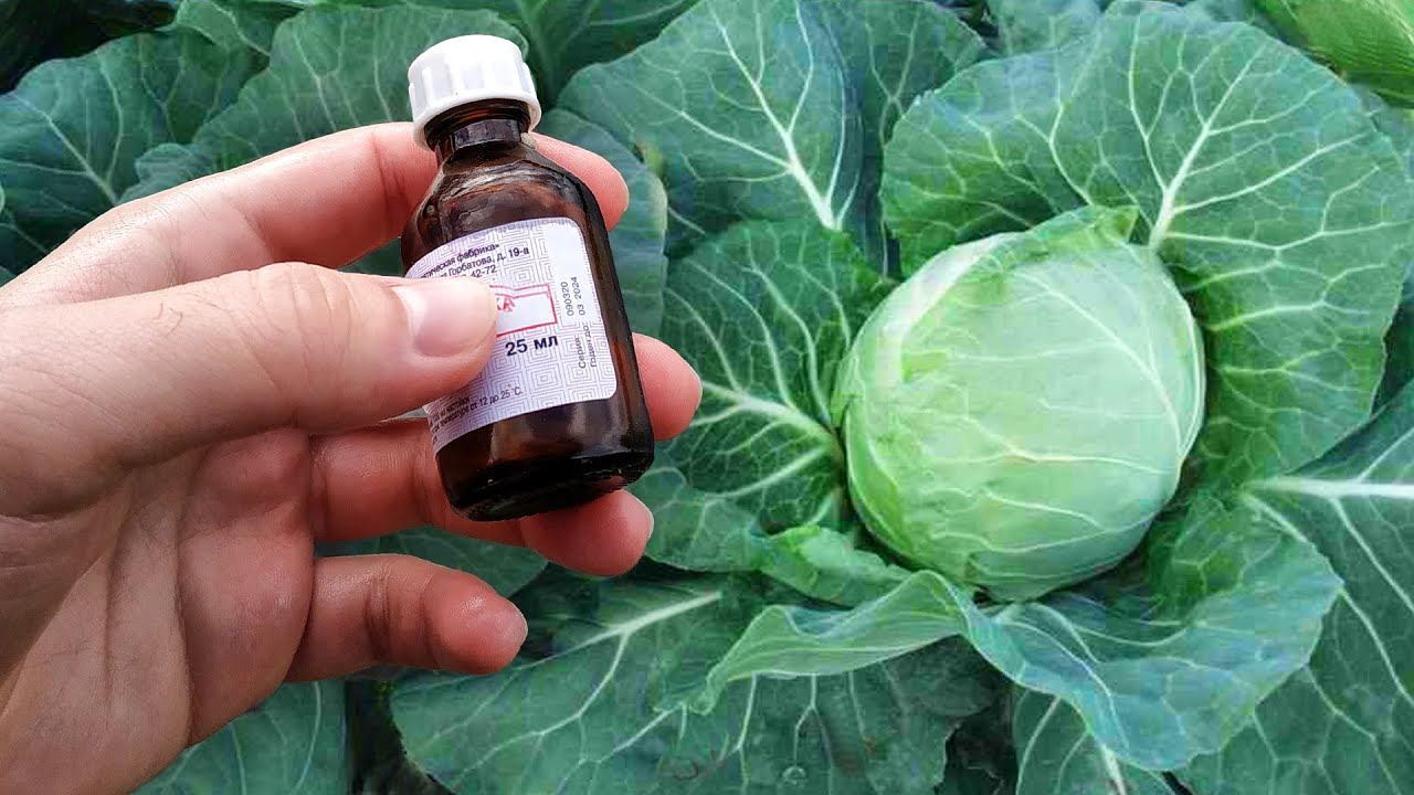 Капуста начнёт расти как бешеная и вредителей не будет никогда! Сделайте так смотреть онлайн