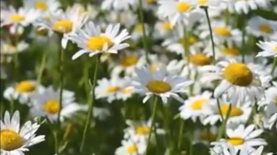 Шикарная_музыка_Это_лучшая_музыка_для_души_Очень_красиво смотреть онлайн