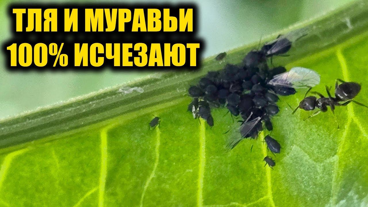 От МУРАВЬЕВ и ТЛИ помогает только ЭТО! Опытная дачница раскрыла секрет! смотреть онлайн