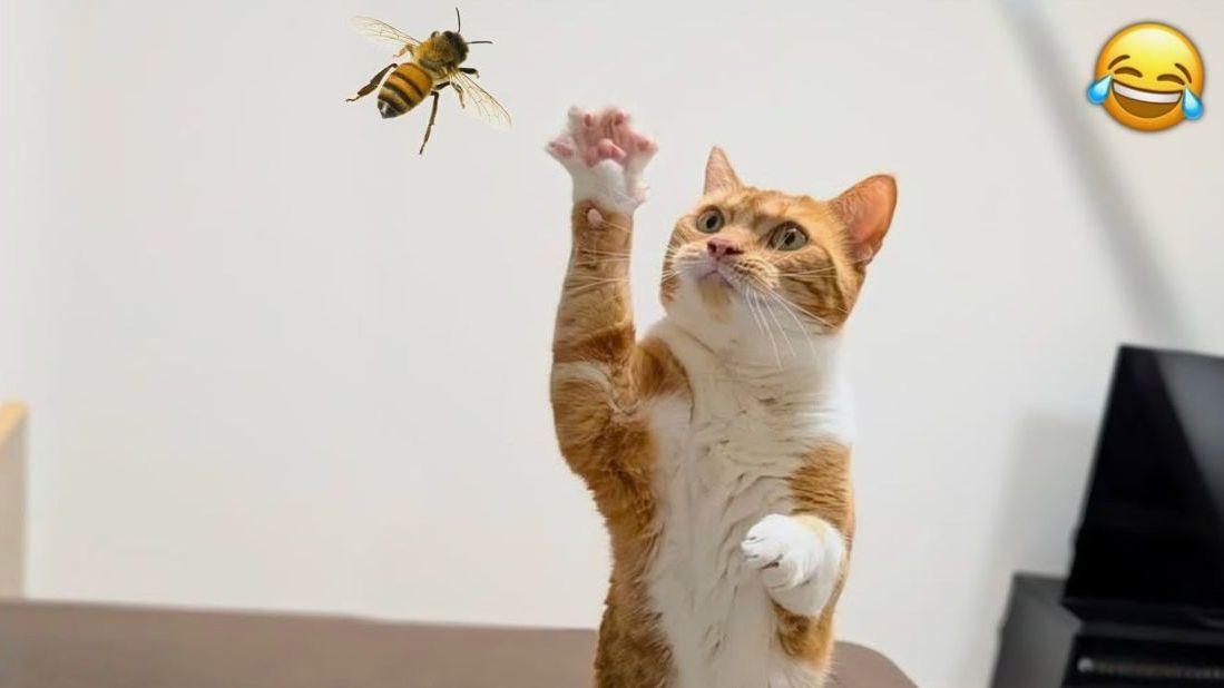 Я РЖАЛ ЦЕЛЫЙ ЧАС СМЕШНЫЕ ЖИВОТНЫЕ ТЕСТ НА ПСИХИКУ ПОПРОБУЙ НЕ ЗАСМЕЯТЬСЯ ВИДЕО ПРИКОЛЫ смотреть онлайн