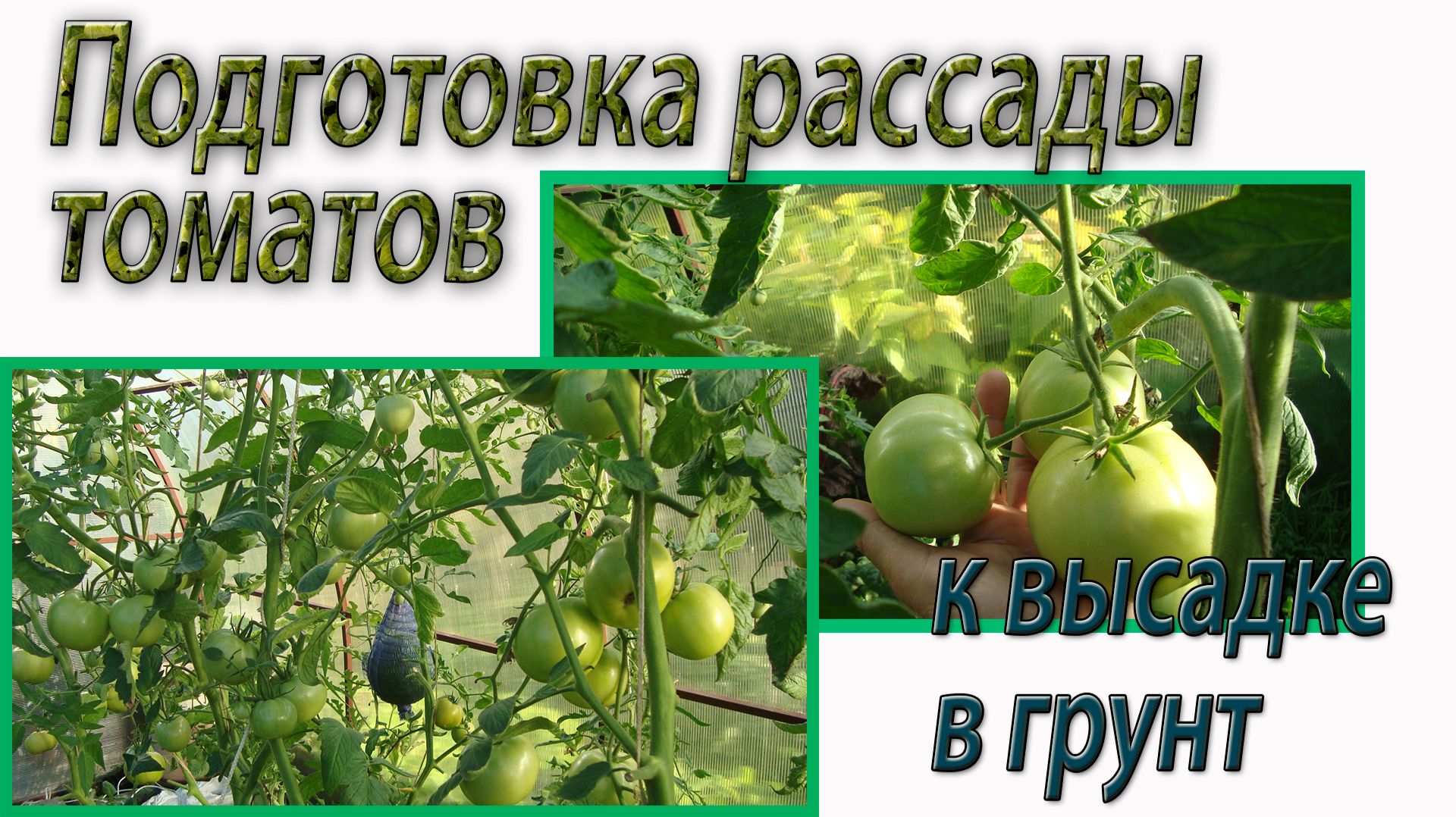 Подготовка рассады томатов к высадке в грунт. Октябрина Ганичкина смотреть онлайн