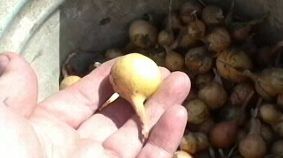 Выращивание лука севка смотреть онлайн