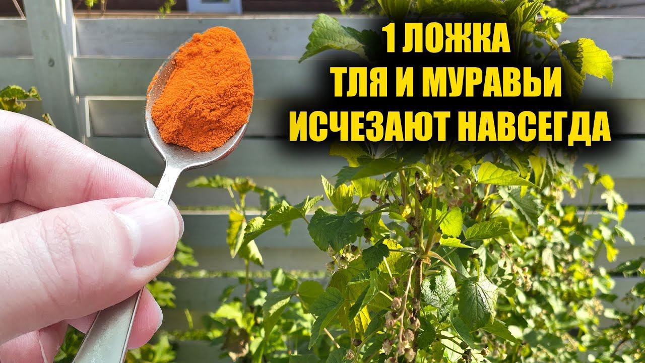 Всего 1 ложка и Тля с Муравьями исчезнет навсегда из огорода и сада смотреть онлайн