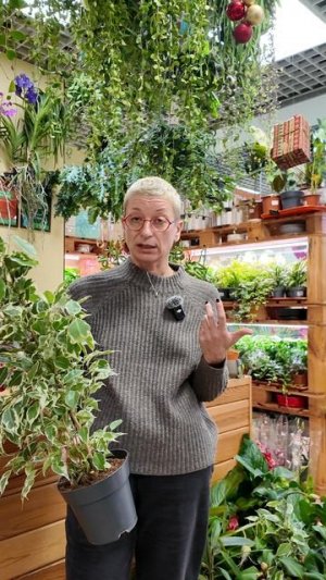 Дорого или дешево?  Почему растения столько стоят.