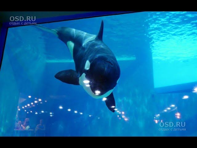 МОСКВА. ЛЕТО 2025 Г. МОКВАРИУМ. ПРЕДСТАВЛЕНИЕ КАСАТКИ. ВДНХ. ФОНТАНЫ. МОКВОСКИЙ ЗООПАРК ЛЕТОМ.