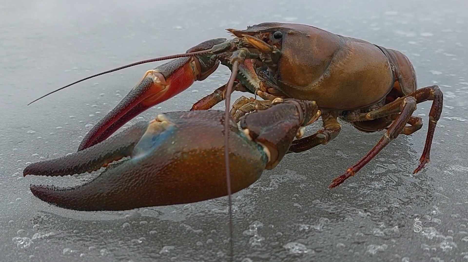 «Пресноводный лобстер»: Выращивание малька без аэрации и корма.