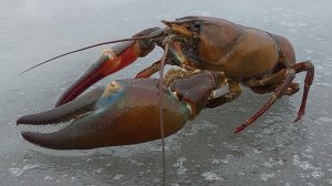 «Пресноводный лобстер»: Выращивание малька без аэрации и корма.