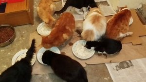 Дорога ложка к обеду🥣🐱🐱😻⛄🎄❄