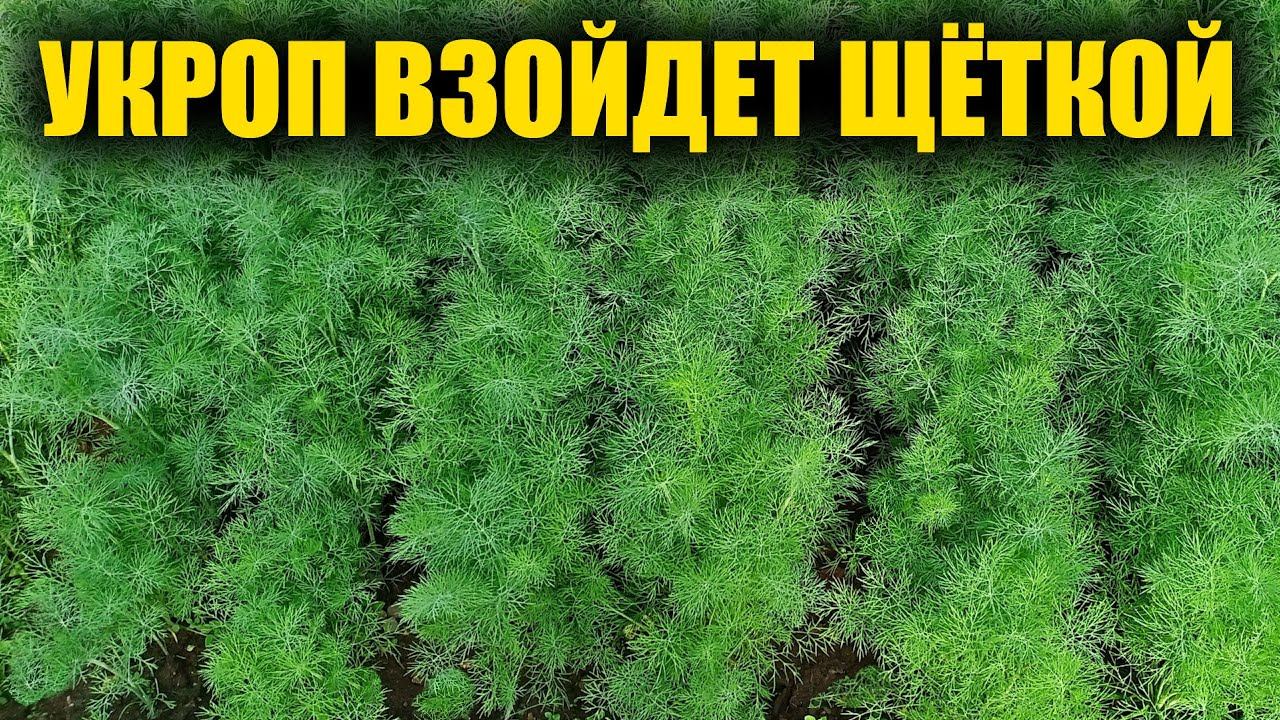 УКРОП ВСХОДИТ ЩЕТКОЙ и БЫСТРО, вот как посеять укроп чтобы получить быстрые всходы!