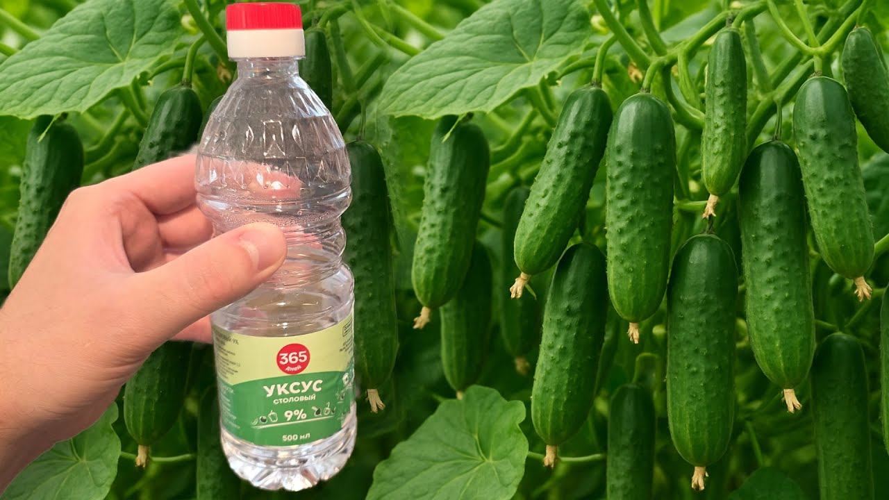 Срочно дайте уксус Огурцам и Томатам в Августе и будете собирать урожай ведрами до морозов! смотреть онлайн