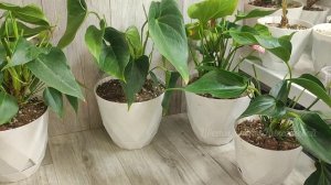 Правильная посадка АНТУРИУМА, принесли целый пакет на спасение