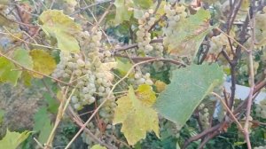 Виноград Луиза Свенсон (grape Louise Swenson)