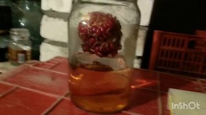 висельник на гранате