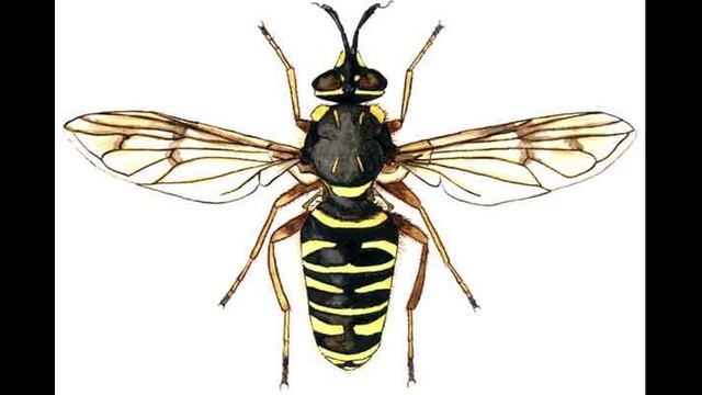 О полезных насекомых смотреть онлайн