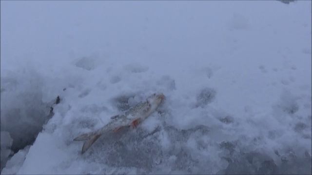РЫБОЛОВ ИВАНОВИЧ. Плохой клёв. Слом погоды.