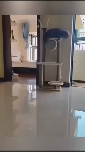 Funny cats 😂 episode 94 смотреть онлайн