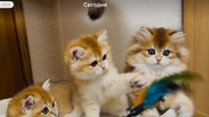 Котята Британская золотая шиншилла