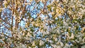 ЧЕРЁМУХОВАЯ РУСЬ