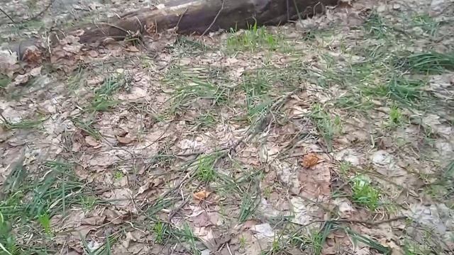 Где растут гигантские строчки? смотреть онлайн