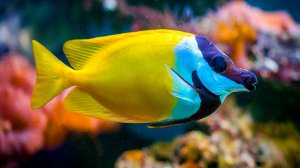 🐠 НЕВЕРОЯТНО КРАСИВАЯ УСПОКАИВАЮЩАЯ МУЗЫКА ДЛЯ СНА 🎵 МЕДИТАТИВНАЯ РАССЛАБЛЯЮЩАЯ МУЗЫКА ДЛЯ ДУШИ