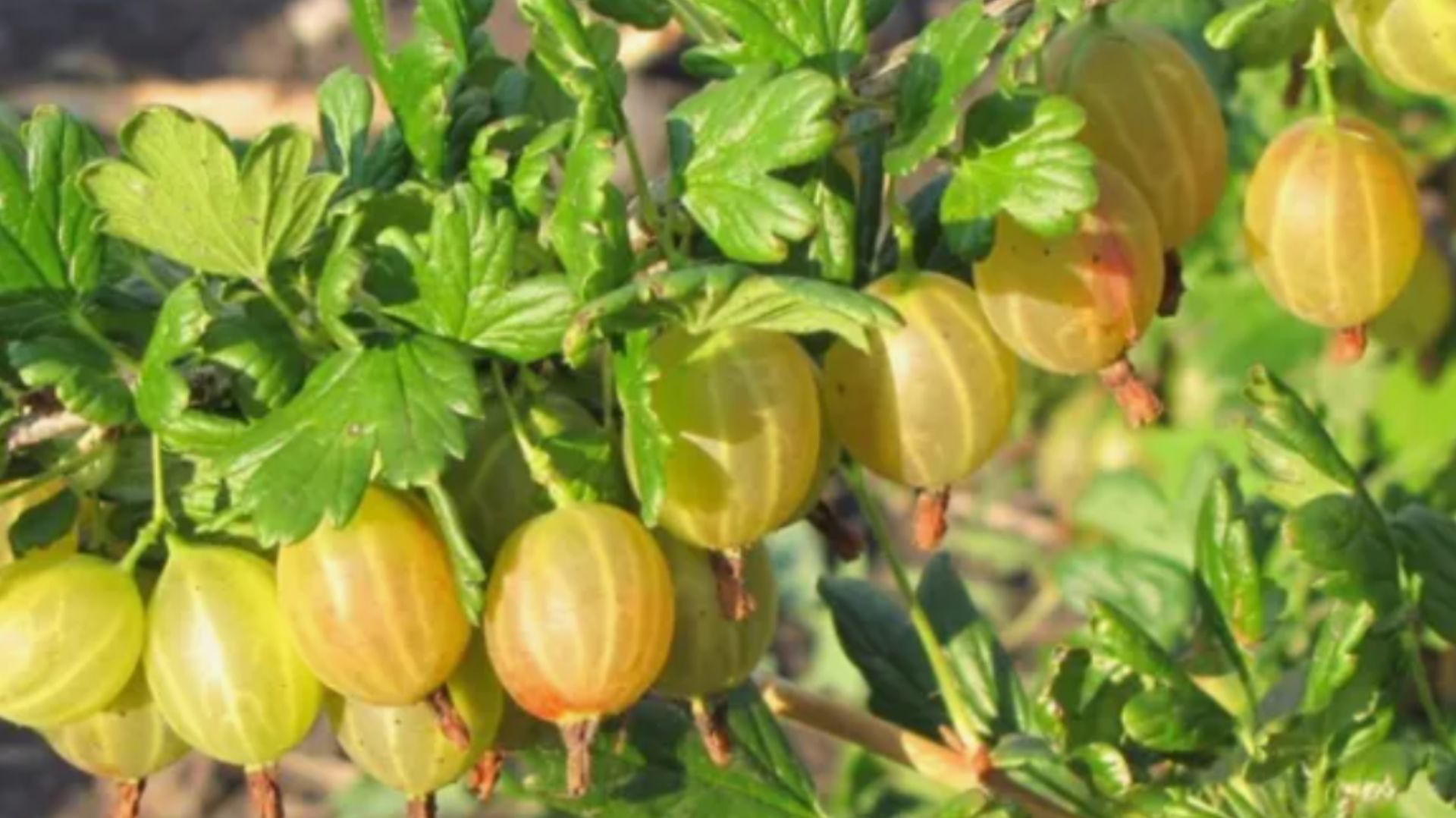 ЧТО НЕ ЛЮБИТ КРЫЖОВНИК? 5 противопоказаний при выращивании крыжовника смотреть онлайн