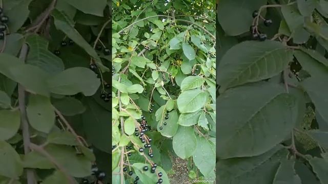 домашний амаретто смотреть онлайн