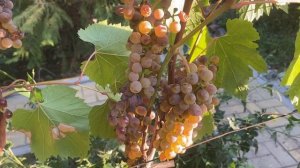 Фронтиньяк блан - очень устойчивый, ране средний техни