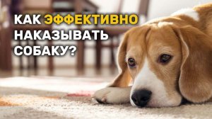 Как эффективно наказывать собаку? Советы кинолога