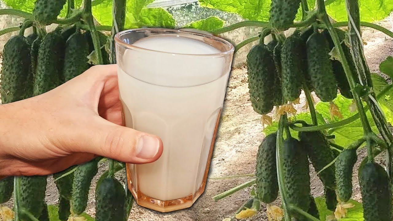 Будете собирать урожай вёдрами каждый день! Срочно дайте Огурцам Томатам Перцу это! смотреть онлайн