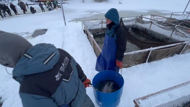 Запуск форели, гольца и спарктика смотреть онлайн