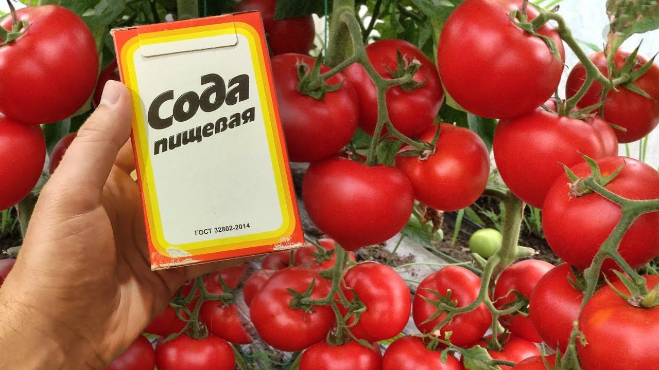 Срочно дайте ТОМАТАМ соду и будете собирать урожай ведрами до осени! смотреть онлайн