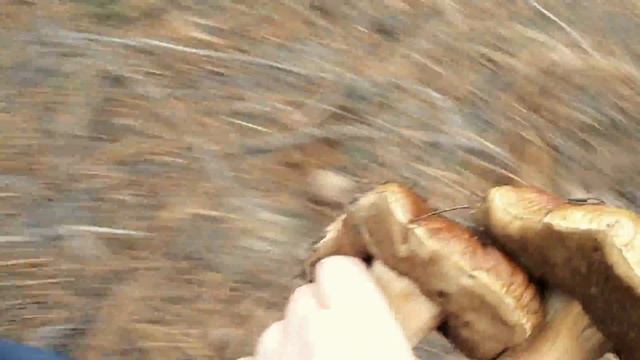 Тихая охота (Цюрупинский лес 8.11.2016) смотреть онлайн