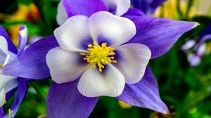 Очень_трогательная_красивая_нежная_чарующая_мелодия_которую_хочется_слушать_снова_и_снова_до_бе