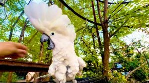 Влад пришел со мной к попугаям и Кеша снова взбунтовался, по-моему у него стал ПОРТИТЬСЯ ХАРАКТЕР )