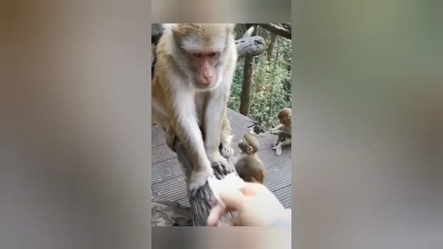 ЛУЧШИЕ ПРИКОЛЫ ТИК ТОК 2022 ВЗРОСЛЫЙЮМОР смотреть онлайн