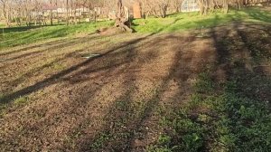 24,25 марта 2025г. Посеяла морковь и свеклу.Посадила кукурузу.