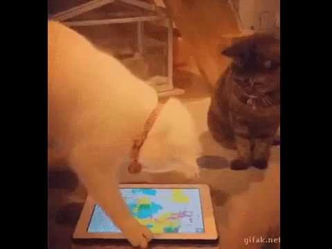 Информационные технологии по силе освоить даже коту! смотреть онлайн