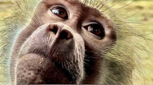 Люся МОЛОДЕЦ, не сдается, а пытается перебить Елисею Лидины феромоны