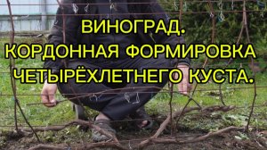 КОРДОННАЯ ФОРМИРОВКА МНОГОЛЕТНЕГО КУСТА ВИНОГРАДА.