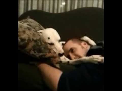 Спи, спи мой хозяин... смотреть онлайн