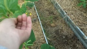 13,14 июня 2025г.Опять дети в гостях.Новые жильцы.Опять ломаю дом)