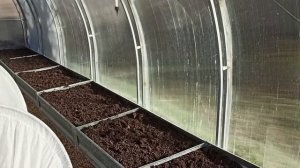 29,30 января 2025 г.Мой дом.Посеяла томаты и перцы. Фазан,цветы,птицы,пчелы -веснаааа,в январе)