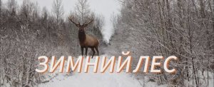 По зимнему лесу, лепота ❄️👍