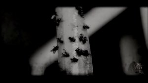 Мухи. Страшные истории на ночь 🫣🫣🫣