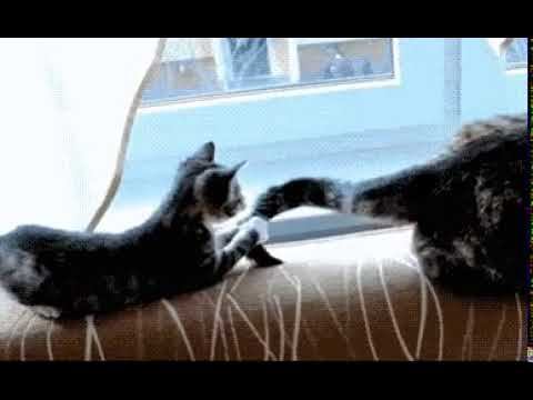 Методы воспитания по кошачьи смотреть онлайн